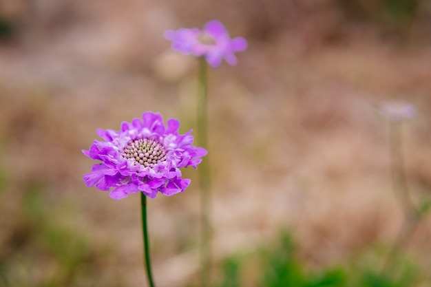 Une belle fleur pourpre appelée closeup scabiosa.