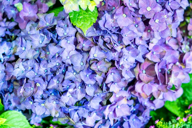 belle fleur pourpre dans le jardin