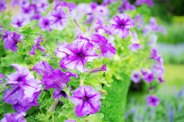 Belle de fleur pourpre dans le jardin