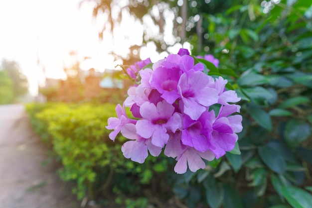 Belle fleur pourpre dans le jardin