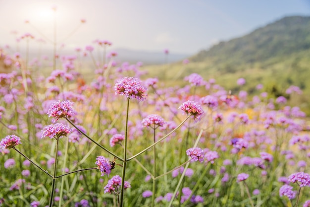 Belle fleur pourpre avec fleur en verre et fleur jaune dans le jardin quand le soleil du matin