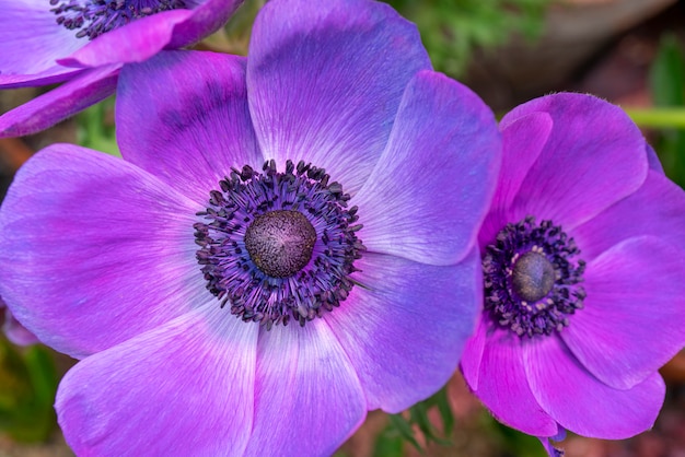 Belle fleur pourpre.