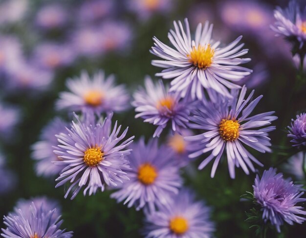 Photo une belle fleur pourpre