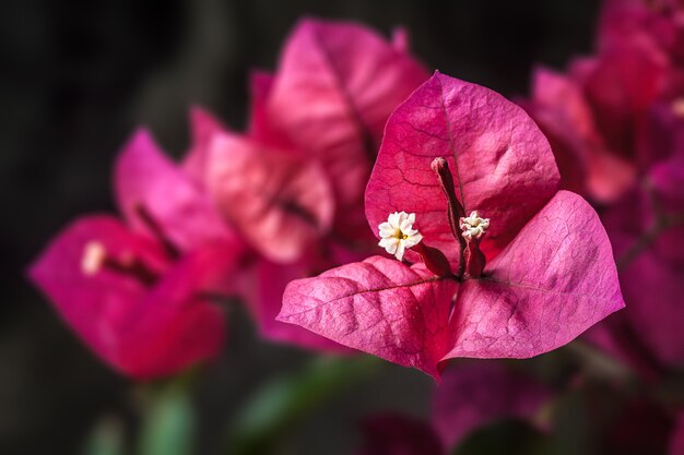 Belle fleur printanière pourpre (Bougainvillier)