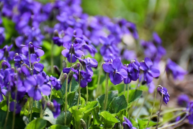 Belle fleur de printemps dans la forêt, au début du printemps. Violette des bois, violette douce, violette des jardins