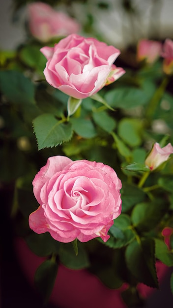 Belle fleur de printemps délicate fleurs roses roses