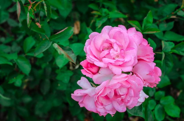 Belle fleur de printemps délicate en gros plan. fleurs roses roses.