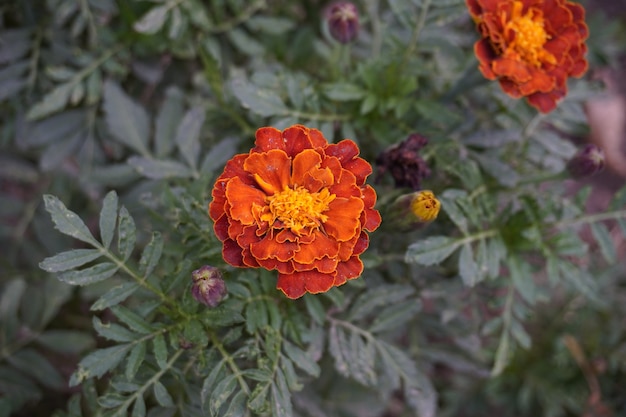 Belle fleur de printemps naturelle sur le jardin