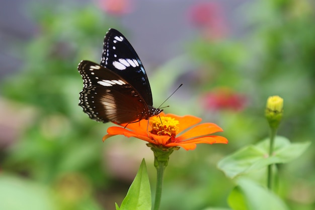 belle fleur de printemps avec papillon