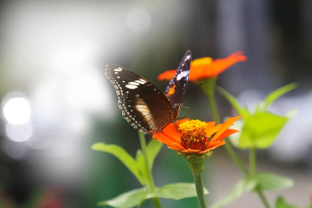 belle fleur de printemps avec papillon