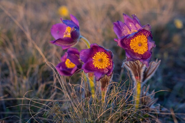 Belle fleur de printemps Pulsatilla ou anémone pulsatille