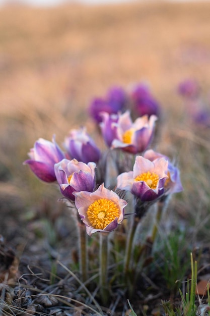 Belle fleur de printemps Pulsatilla ou anémone pulsatille