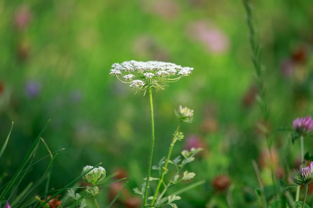 Photo une belle fleur de printemps