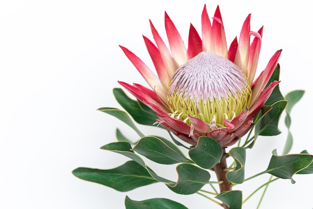 Belle Fleur De Protea Sur Fond Blanc Isolé