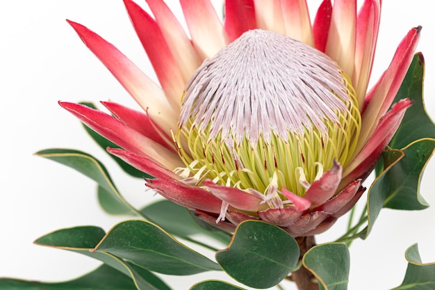 Belle fleur de protea sur fond blanc isolé