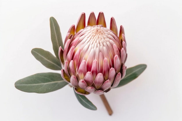 Photo une belle fleur de protéa isolée sur un fond blanc