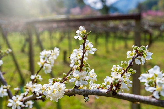 Photo une belle fleur de prune blanche sur un arbre à la ferme