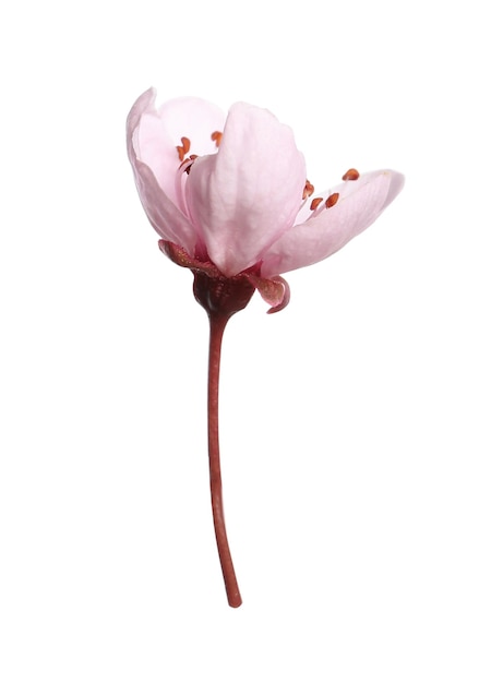 Belle fleur de prunier isolée sur blanc Saison de printemps