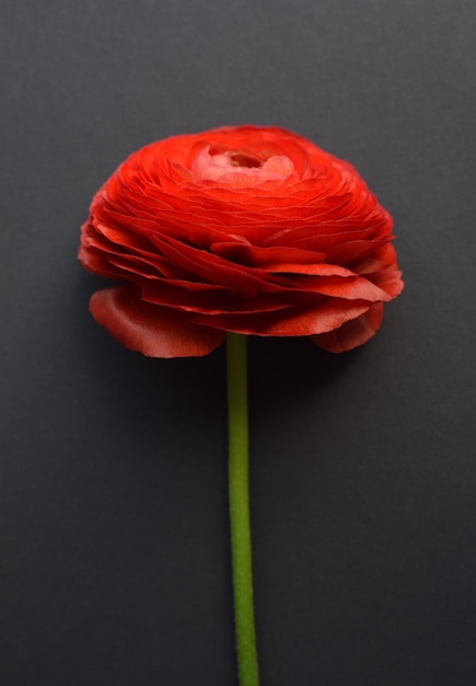 Une belle fleur de renoncule de couleur rouge sur fond noir