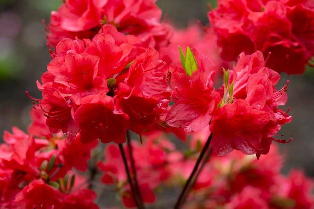 Belle fleur de rhododendron rouge dans le jardin Macro de fleurs d'azalée rouge avec un arrière-plan flou mise au point sélective