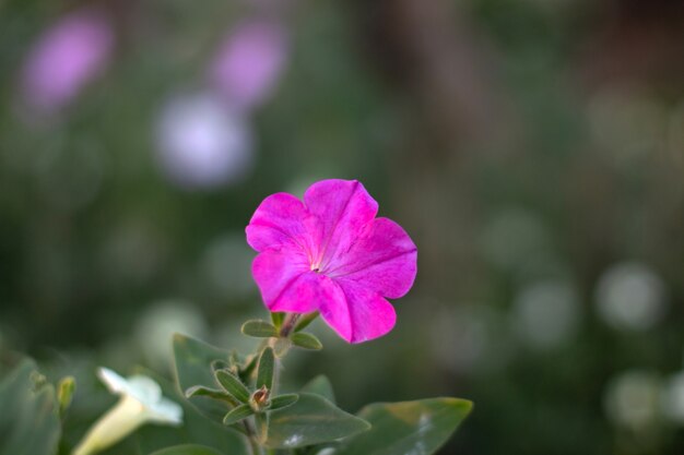 Belle fleur rose avec un arrière-plan flou