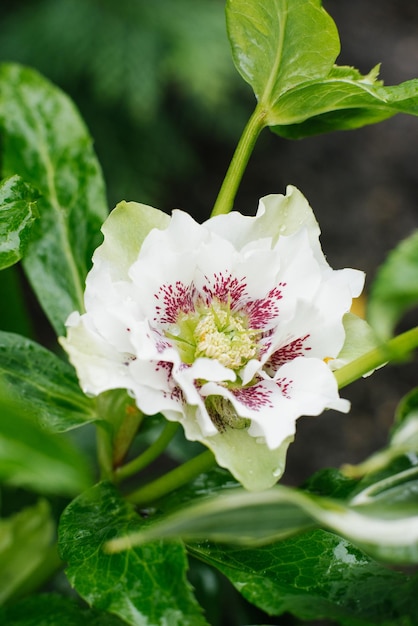 Belle fleur rose blanche d'Hellebore Oriental Double Ellen White Spotted