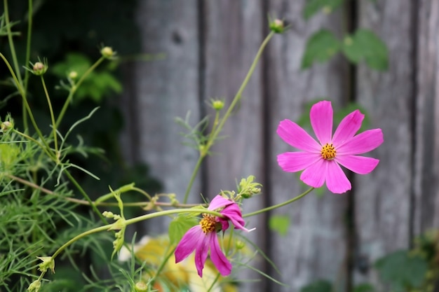 Belle fleur rose sur une clôture en bois avec des plantes vertes