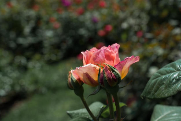 Belle fleur de rose colorée sur le fond du jardin