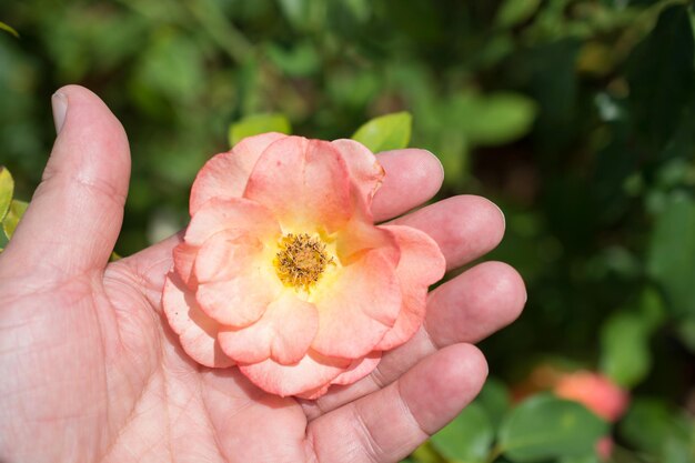 Belle fleur rose colorée à la main