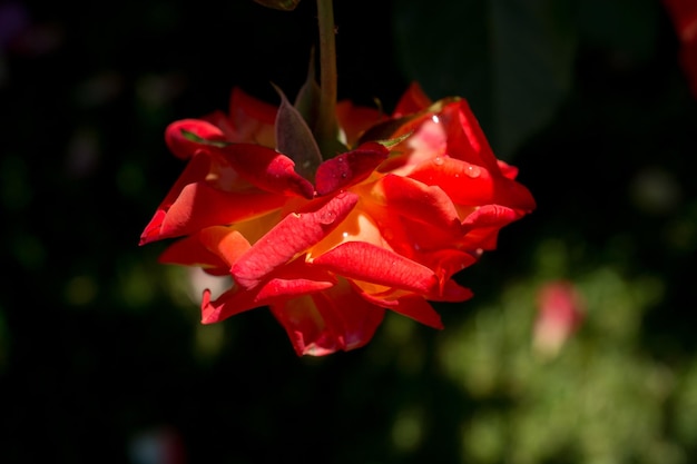 Belle fleur rose colorée