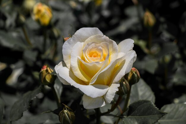 Une belle fleur de rose colorée