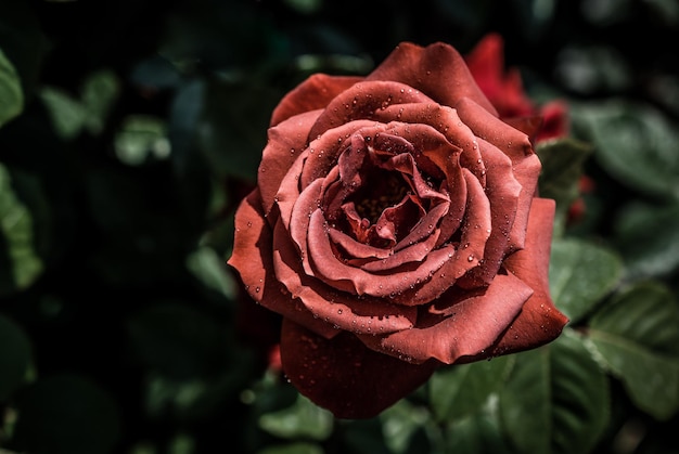 Belle fleur rose colorée