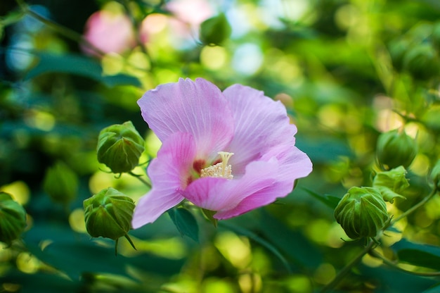 Belle fleur rose dans le jardin, gros plan