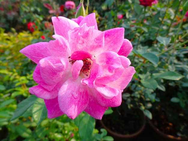 belle fleur rose dans le jardin