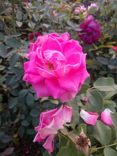 belle fleur rose dans le jardin