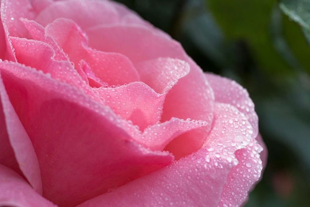 Belle fleur rose avec des gouttes de rosée