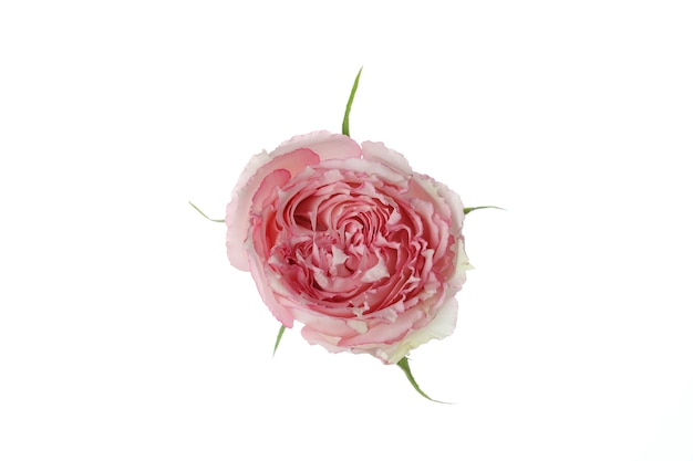 Belle fleur rose isolée sur blanc