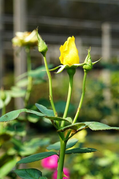 Belle fleur rose jaune dans le jardin