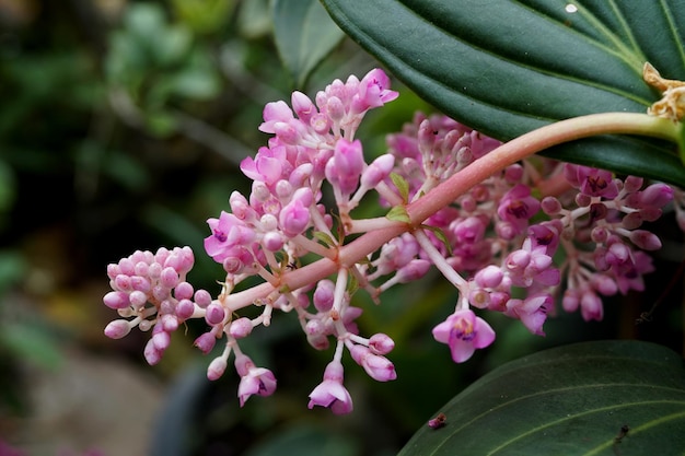 Belle fleur rose Medinilla Myriantha dans le jardin