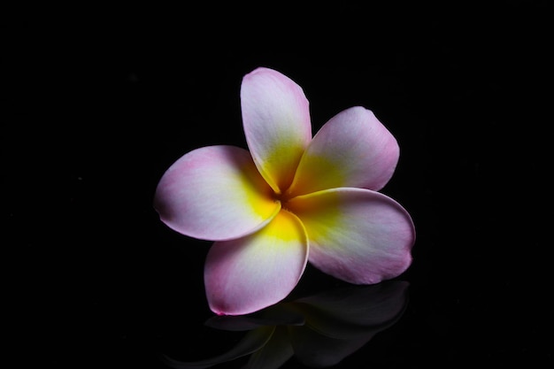 Belle fleur rose de plumeria sur le noir