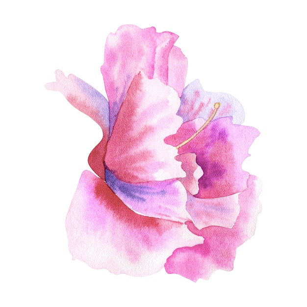 Belle fleur rose pourpre. Illustration aquarelle dessinée à la main. Isolé.