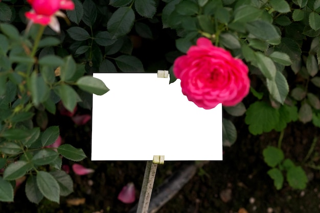 Belle fleur rose "rosa octavia hill" gros plan avec maquette