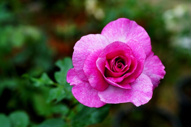 Belle fleur rose rose dans le jardin