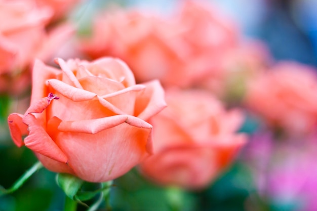 Belle fleur rose rose sur fond de feuillage rose