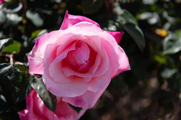 Belle fleur rose rose avec des pétales, nature.