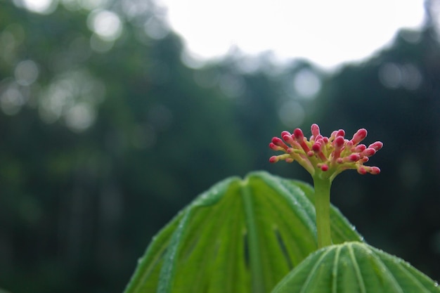 Photo belle fleur rose et rosée des feuilles mise au point sélective plante du ventre de bouddha une espèce de noix physiques jatropha podagrica espace de copie gauche