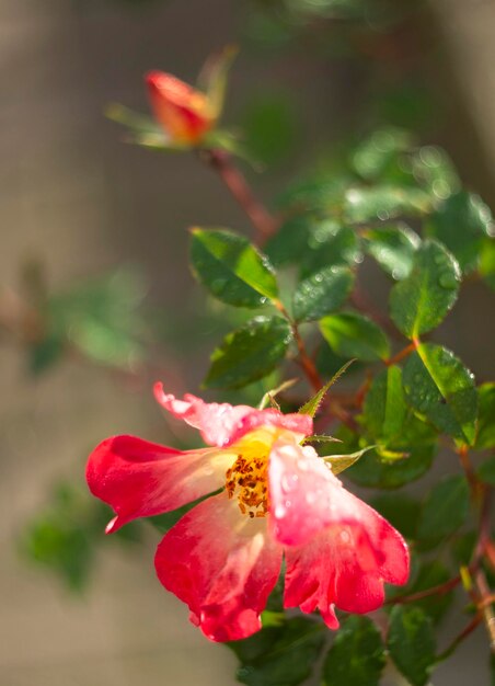 Belle fleur de rose rouge et bokeh par une chaude journée ensoleillée