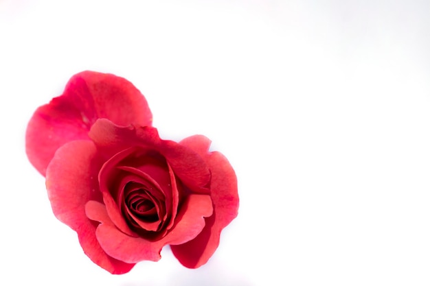 Belle fleur rose rouge sur fond blanc