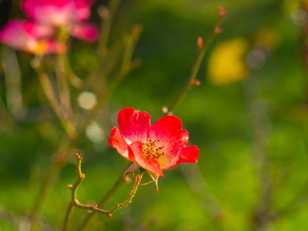 Belle fleur de rose rouge par une chaude journée ensoleillée