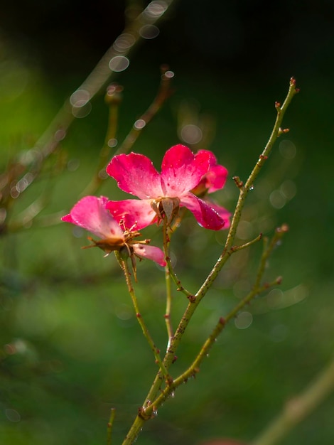 Belle fleur de rose rouge par une chaude journée ensoleillée